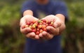 Close up red berries coffee beans on agriculturist hand