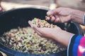 Close up red berries coffee beans on agriculturist Royalty Free Stock Photo