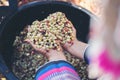 Close up red berries coffee beans on agriculturist Royalty Free Stock Photo