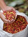 Close up red berries coffee beans