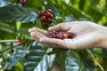 Close up red berries coffee beans on agriculturist hand background Royalty Free Stock Photo