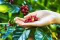 Close up red berries coffee beans on agriculturist hand background Royalty Free Stock Photo