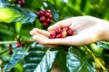 Close up red berries coffee beans on agriculturist hand background Royalty Free Stock Photo