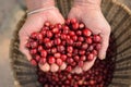 Close up of red berries coffee beans Royalty Free Stock Photo