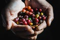 Close up red berries coffee beans on hand, dark tone. Royalty Free Stock Photo