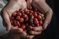 Close up red berries coffee beans on hand, dark tone. Royalty Free Stock Photo