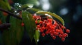 Close-up of red berries hanging from branch of an orange tree. These juicy, ripe berries are covered in water droplets Royalty Free Stock Photo