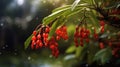 Close-up of red berries hanging from branches of tree. These berries are covered in water droplets, giving them an Royalty Free Stock Photo