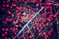 Close up of red berries plant Royalty Free Stock Photo