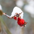 Close-up of red berries rose hips covered by the first snow. Theme Christmas , New Year, winter Royalty Free Stock Photo