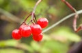Close-up of red berry Royalty Free Stock Photo