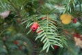 Closeup of red berry-like seed cone of yew Royalty Free Stock Photo