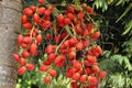 Red betel nut, Areca palm or Areca nut tree. Fruit Areca palm or Fruit Areca nut on the tree Royalty Free Stock Photo