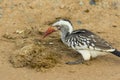 Close up Red billed hornbill on the ground Royalty Free Stock Photo