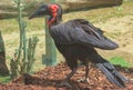 Close-up of a red-billed Kaffir Horned Raven in profile.