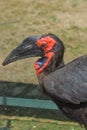 Close-up of a red-billed Kaffir Horned Raven in profile.