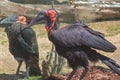 Close-up of a red-billed Kaffir Horned Raven in profile.