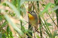 Red-billed Leiothrix