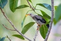 Close-up of red-billed starling Spodiopsar sericeus sitting on a branch