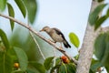 Close-up of red-billed starling Spodiopsar sericeus sitting on a branch