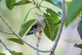 Close-up of red-billed starling Spodiopsar sericeus sitting on a branch