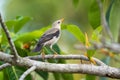 Close-up of red-billed starling Spodiopsar sericeus sitting on a branch