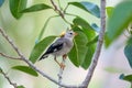 Close-up of red-billed starling Spodiopsar sericeus sitting on a branch