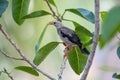 Close-up of red-billed starling Spodiopsar sericeus sitting on a branch