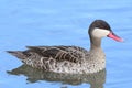 Red billed teal anas erythrorhyncha Royalty Free Stock Photo