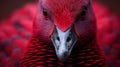 A close up of a red bird with black and white feathers, AI Royalty Free Stock Photo