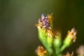 Close up of red and black boxelder bug Royalty Free Stock Photo