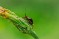 Close up of a red and black bug, insect on a dandelion flower bud Royalty Free Stock Photo