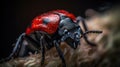 a close up of a red and black bug on a piece of wood Royalty Free Stock Photo