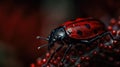 a close up of a red and black bug on a plant Royalty Free Stock Photo