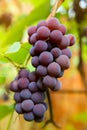 Close up of red black bunches Pinot Noir grapes growing in vineyard with blurred background and copy space. Harvesting in the