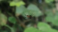 Close up of a red and black color spider on its web Royalty Free Stock Photo
