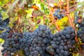 Close up on red black grapes in a vineyard with copy space Royalty Free Stock Photo