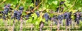Close up on red black grapes in a vineyard, panoramic background, grape harvest Royalty Free Stock Photo
