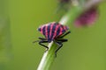 Close up of a red and black striped shield bug Royalty Free Stock Photo