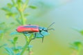 Red blister beetle Royalty Free Stock Photo