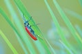 Red blister beetle Royalty Free Stock Photo