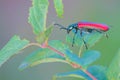 Red blister beetle Royalty Free Stock Photo