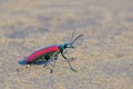 Red blister beetle Royalty Free Stock Photo