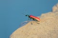 Red blister beetle Royalty Free Stock Photo