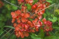 red blooming chaenomeles japonica on the green natural background