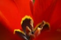 A close up of red blooming eyed tulips (tulipa agenensis) in a garden in spring Royalty Free Stock Photo