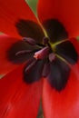 A close up of red blooming eyed tulips (tulipa agenensis) in a garden in spring Royalty Free Stock Photo