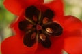 A close up of red blooming eyed tulips (tulipa agenensis) in a garden in spring Royalty Free Stock Photo