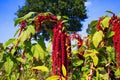 Close up of red blooming flower with hanging blossoms Amaranthus caudatus, Kiwicha Royalty Free Stock Photo