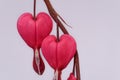 Close up of a red blossom of Bleeding Heart flower on gray background Royalty Free Stock Photo